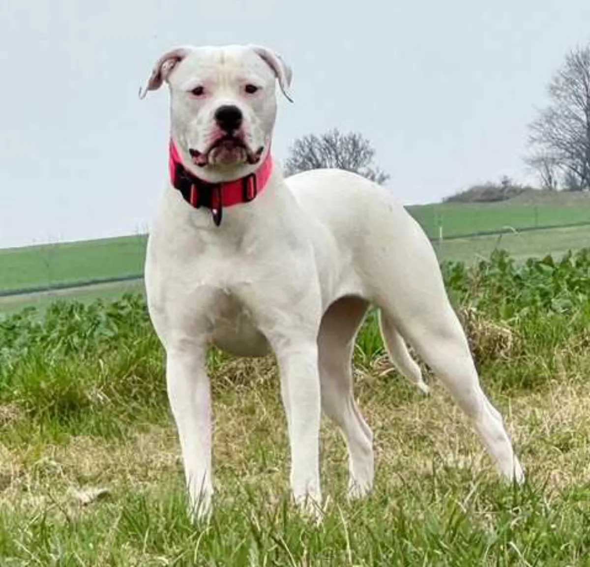Sky – O alom amerikai buldog