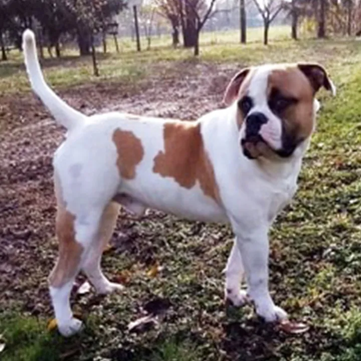 Boszporusz – F alom amerikai buldog