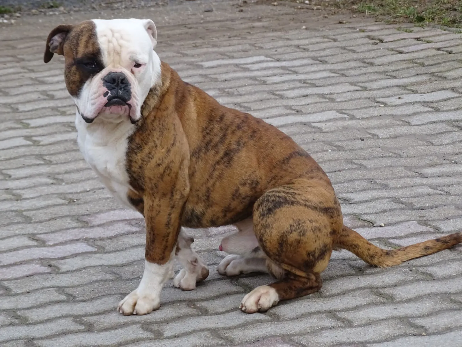Misa, a tigriscsíkos amerikai buldog ül a köves úttesten