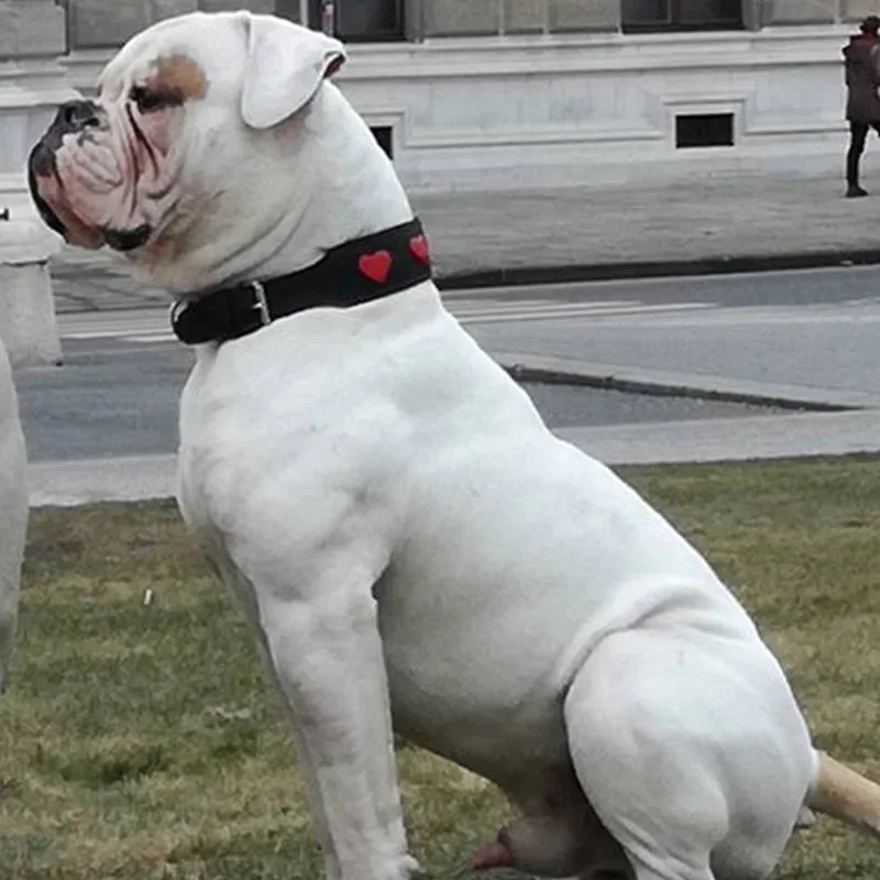 Gianni – B alom amerikai buldog