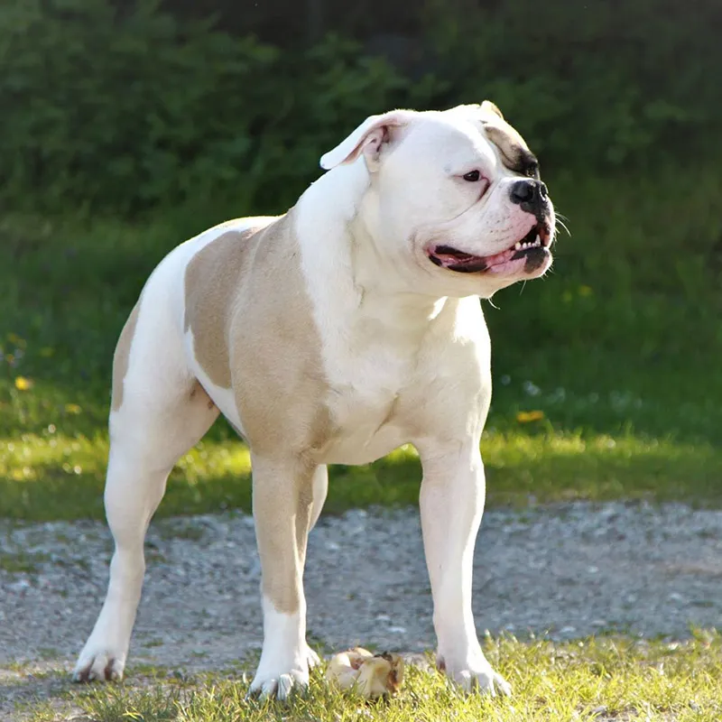Yukka – C alom amerikai buldog