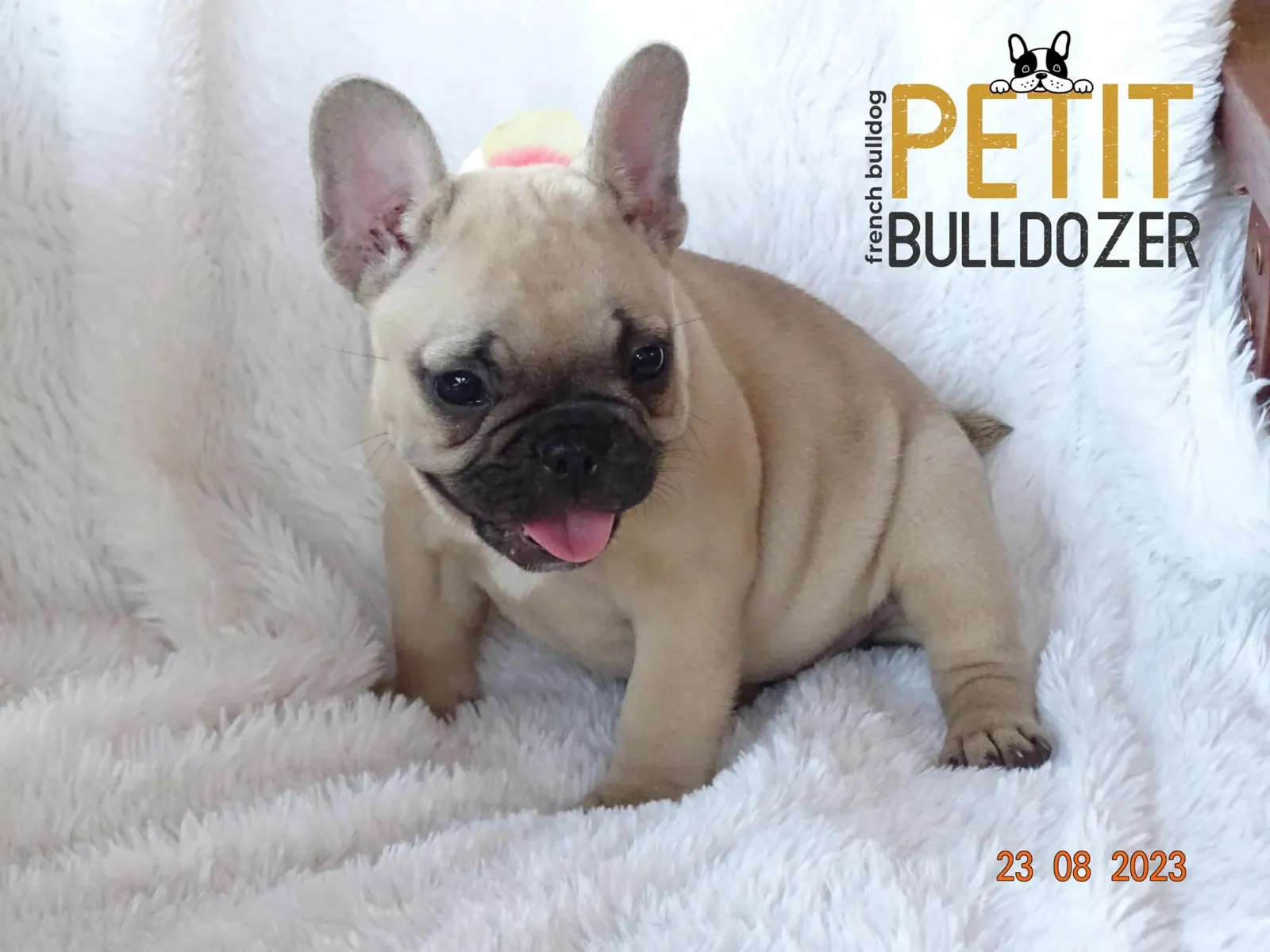 Francia buldog kölyök a Petit Bulldozer kennelből – 14. kép