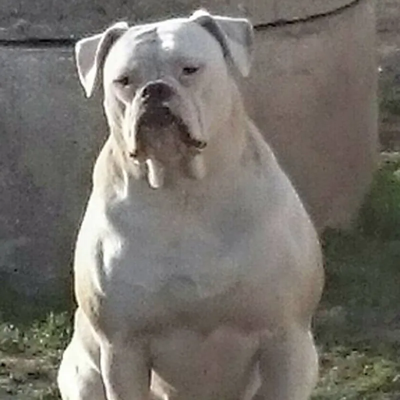 Nola – A alom amerikai buldog