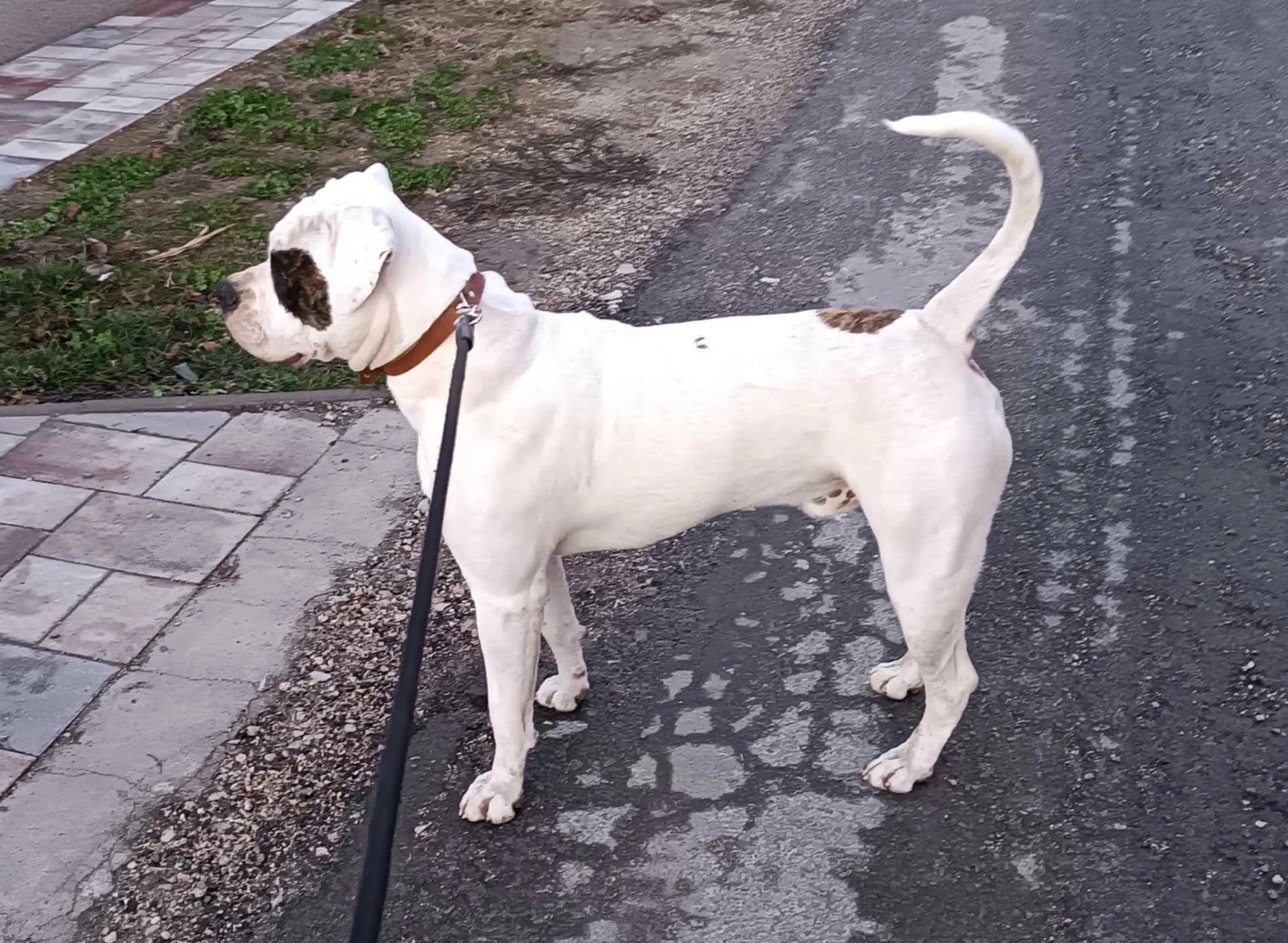 Standard típusú amerikai buldog a Facebull kennelből – 36. kép