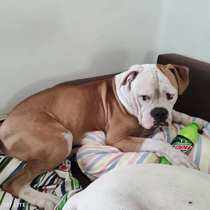 Odin – I alom amerikai buldog