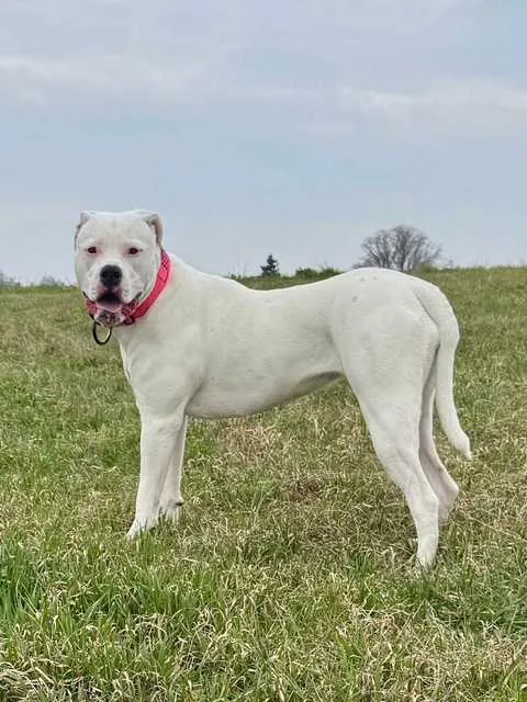 Standard típusú amerikai buldog a Facebull kennelből – 34. kép