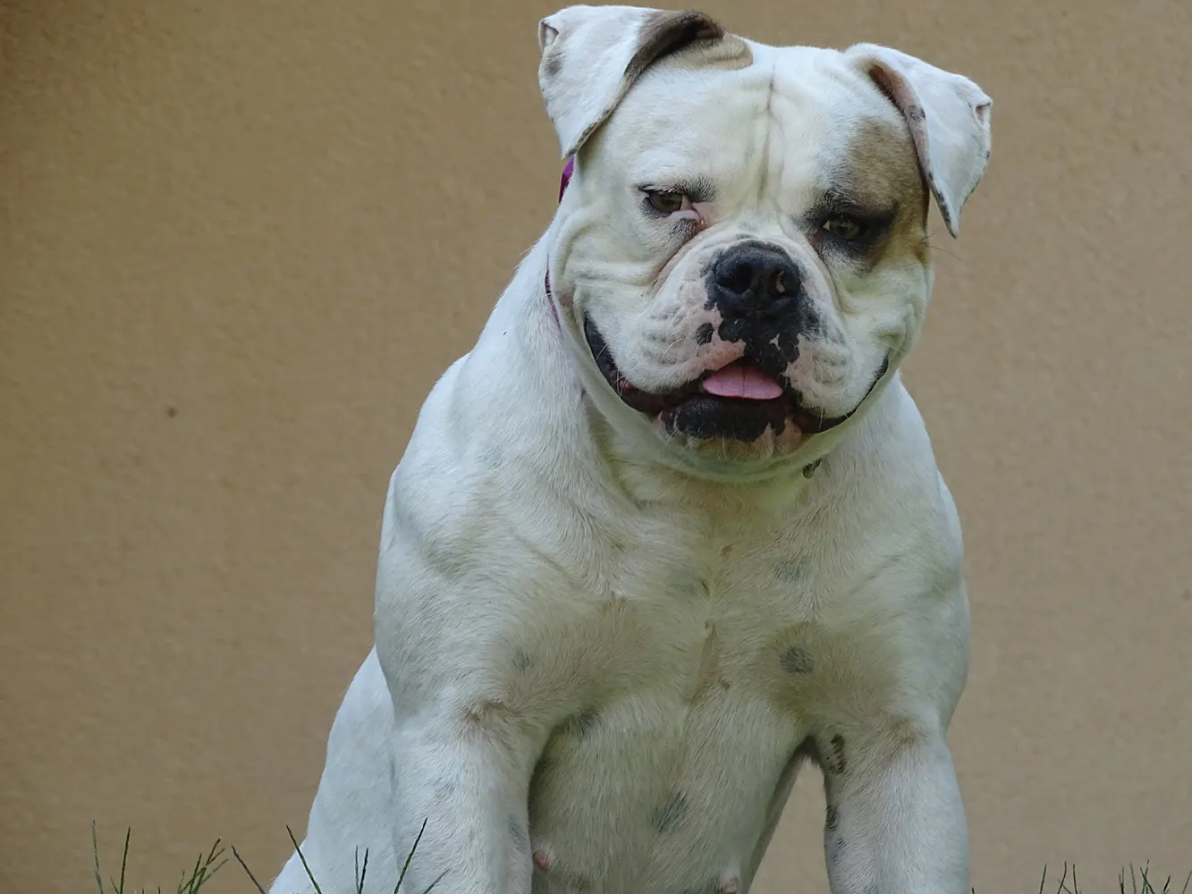Cipó, a fehér amerikai buldog ül a fűben a bézs fal előtt