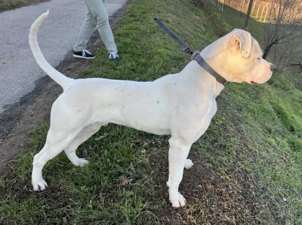 Standard típusú amerikai buldog a Facebull kennelből – 2. kép