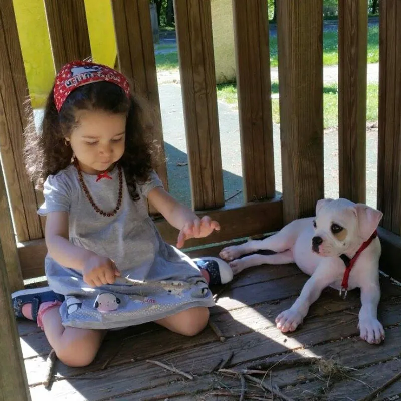 Carmen – C alom amerikai buldog