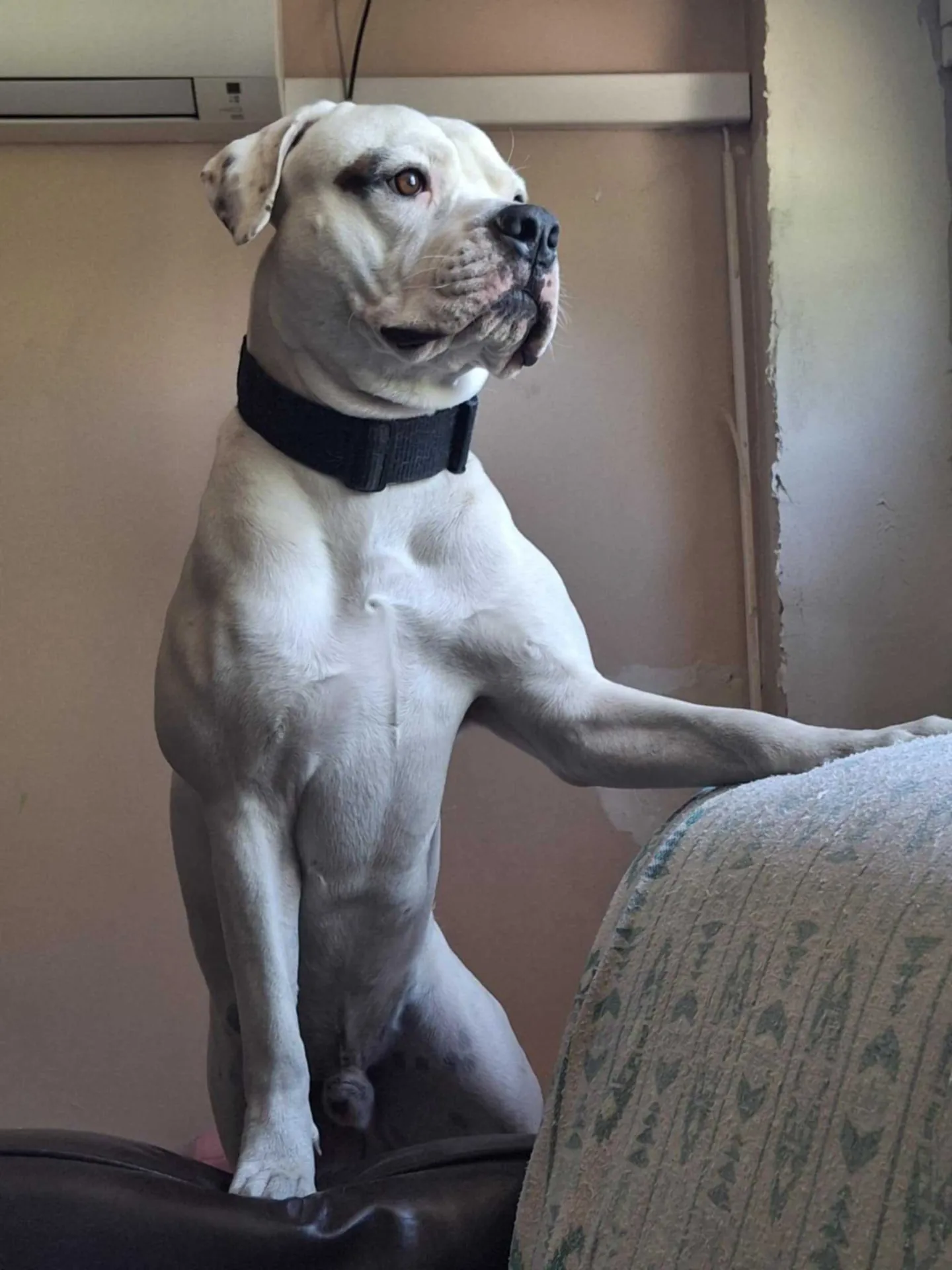 Standard típusú amerikai buldog a Facebull kennelből – 11. kép