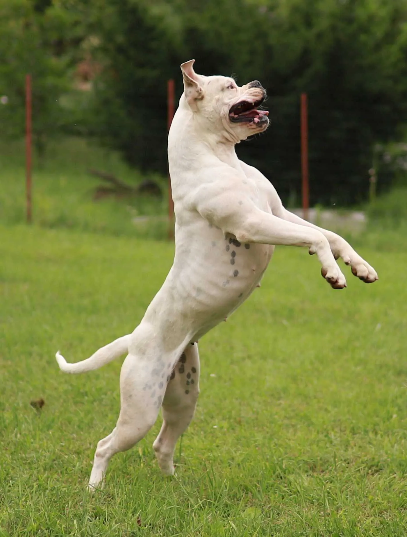 Standard típusú amerikai buldog a Facebull kennelből – 45. kép