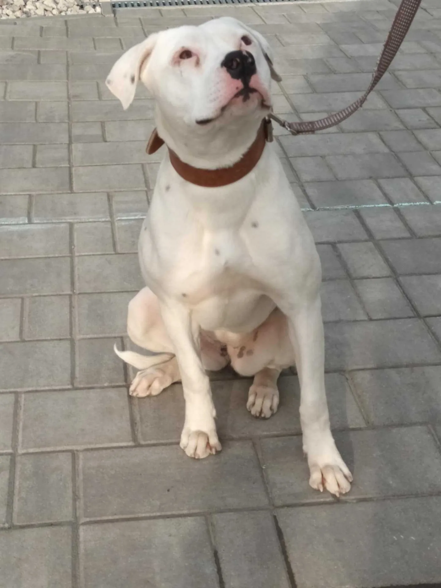 Standard típusú amerikai buldog a Facebull kennelből – 24. kép