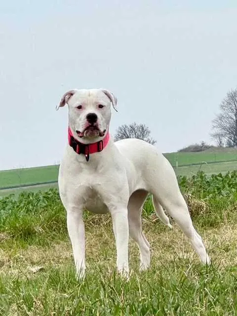 Standard típusú amerikai buldog a Facebull kennelből – 33. kép