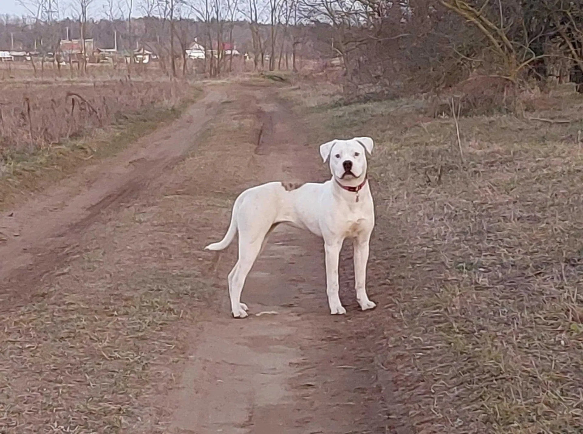 Standard típusú amerikai buldog a Facebull kennelből – 29. kép