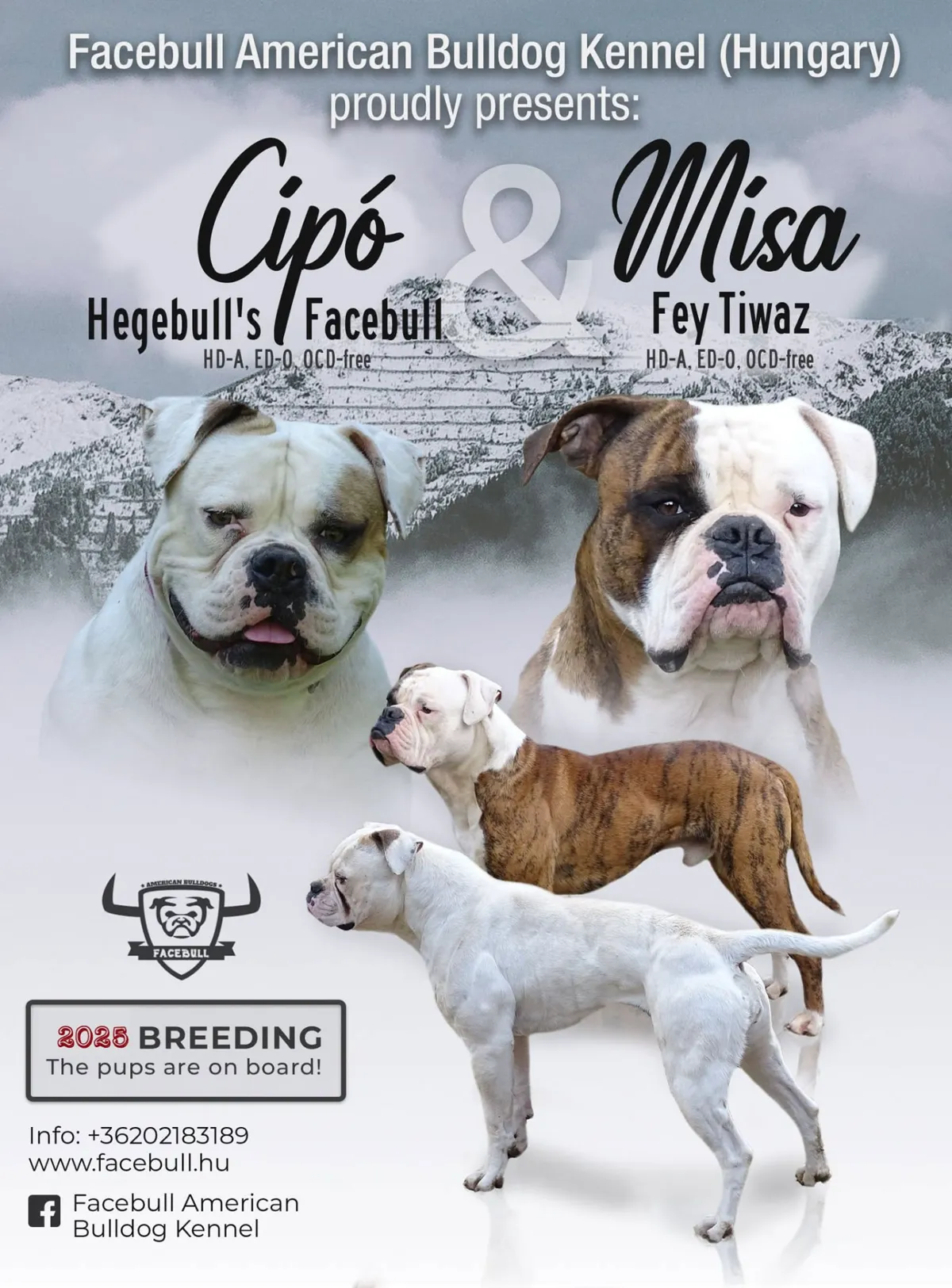 Q alom fedeztetési plakátja – Hegebull's Cipó of Facebull X Misa Facebull Fey Tiwaz