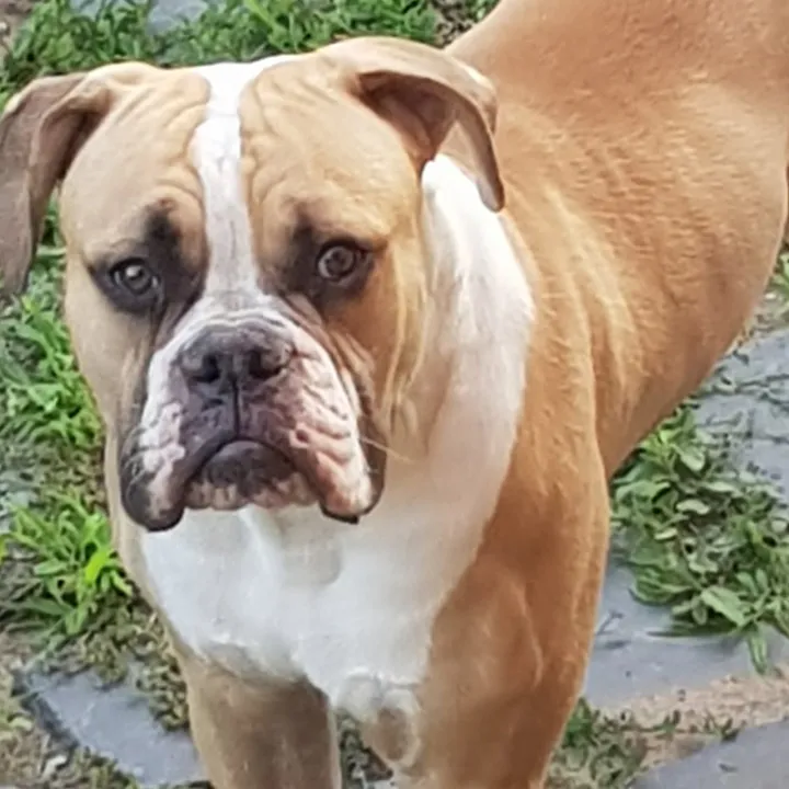 Rocco – I alom amerikai buldog