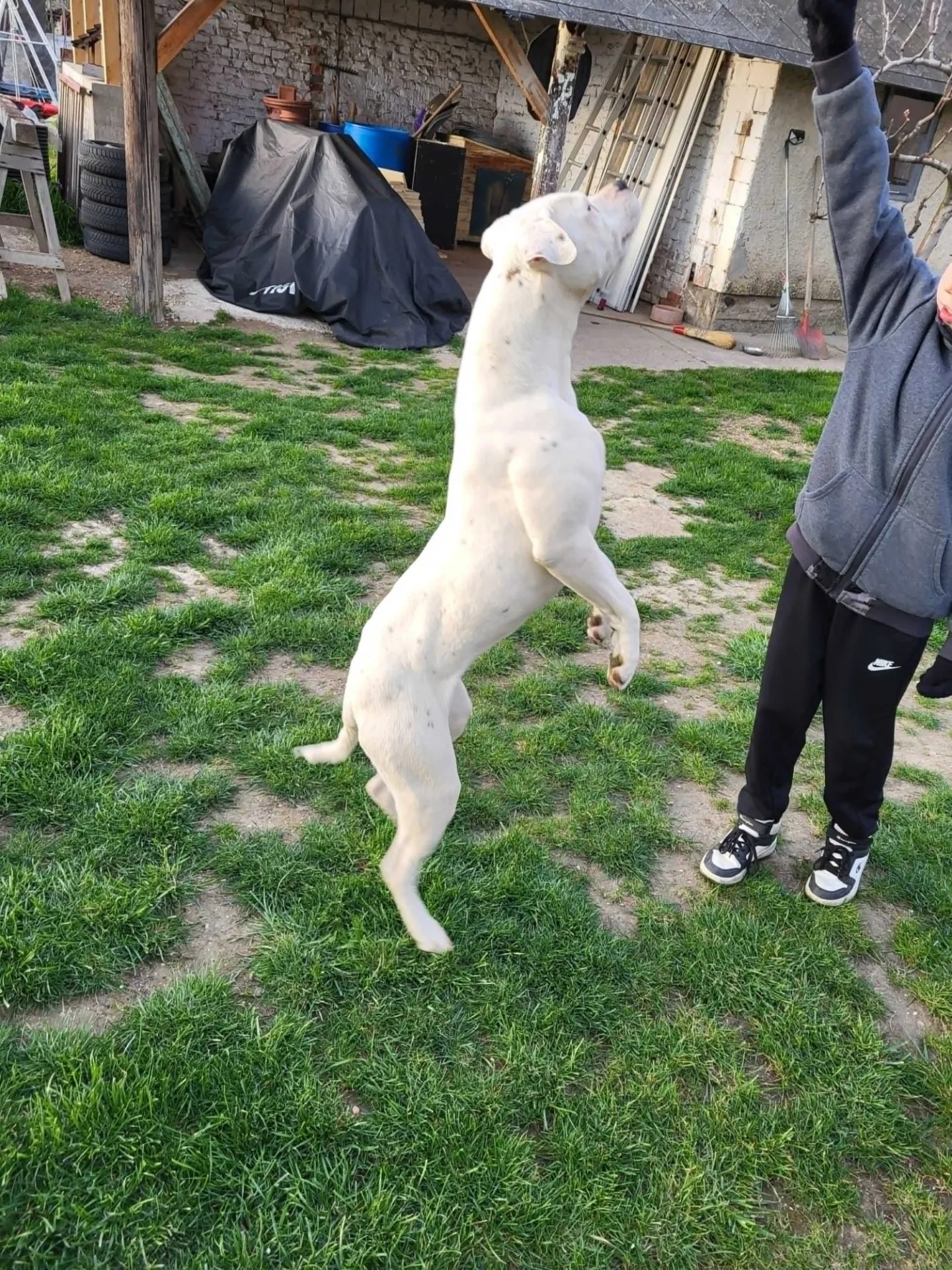 Standard típusú amerikai buldog a Facebull kennelből – 25. kép