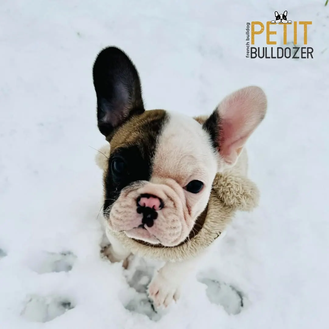 Francia buldog kölyök a Petit Bulldozer kennelből – 5. kép