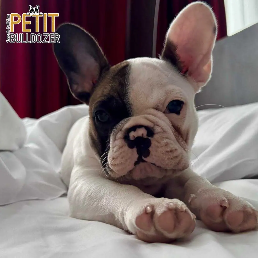 Francia buldog kölyök a Petit Bulldozer kennelből – 4. kép