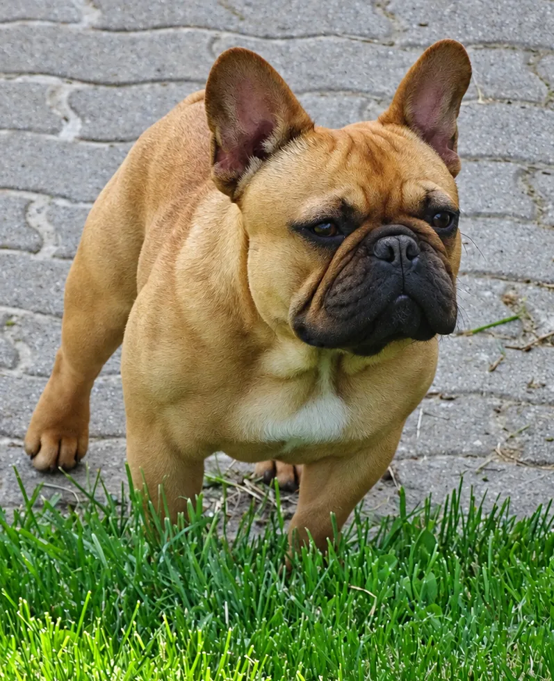 Pepi, őzbarna francia buldog a kertben