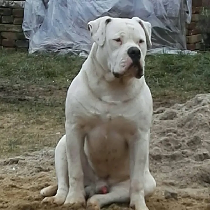 Hiro – D alom amerikai buldog