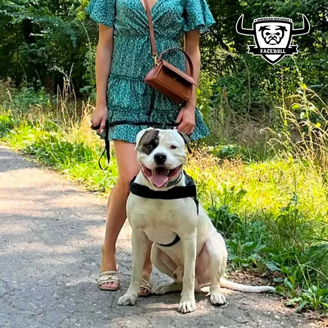 Standard típusú amerikai buldog a Facebull kennelből – 5. kép