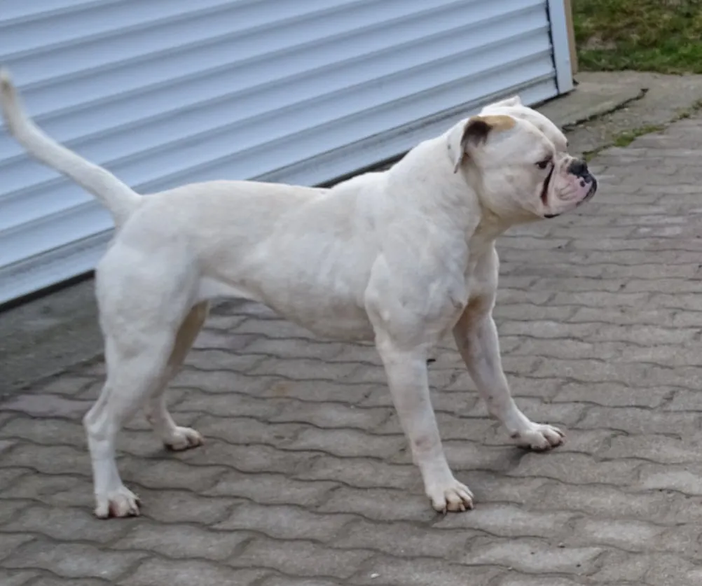 Cipó, a fehér amerikai buldog oldalnézetből