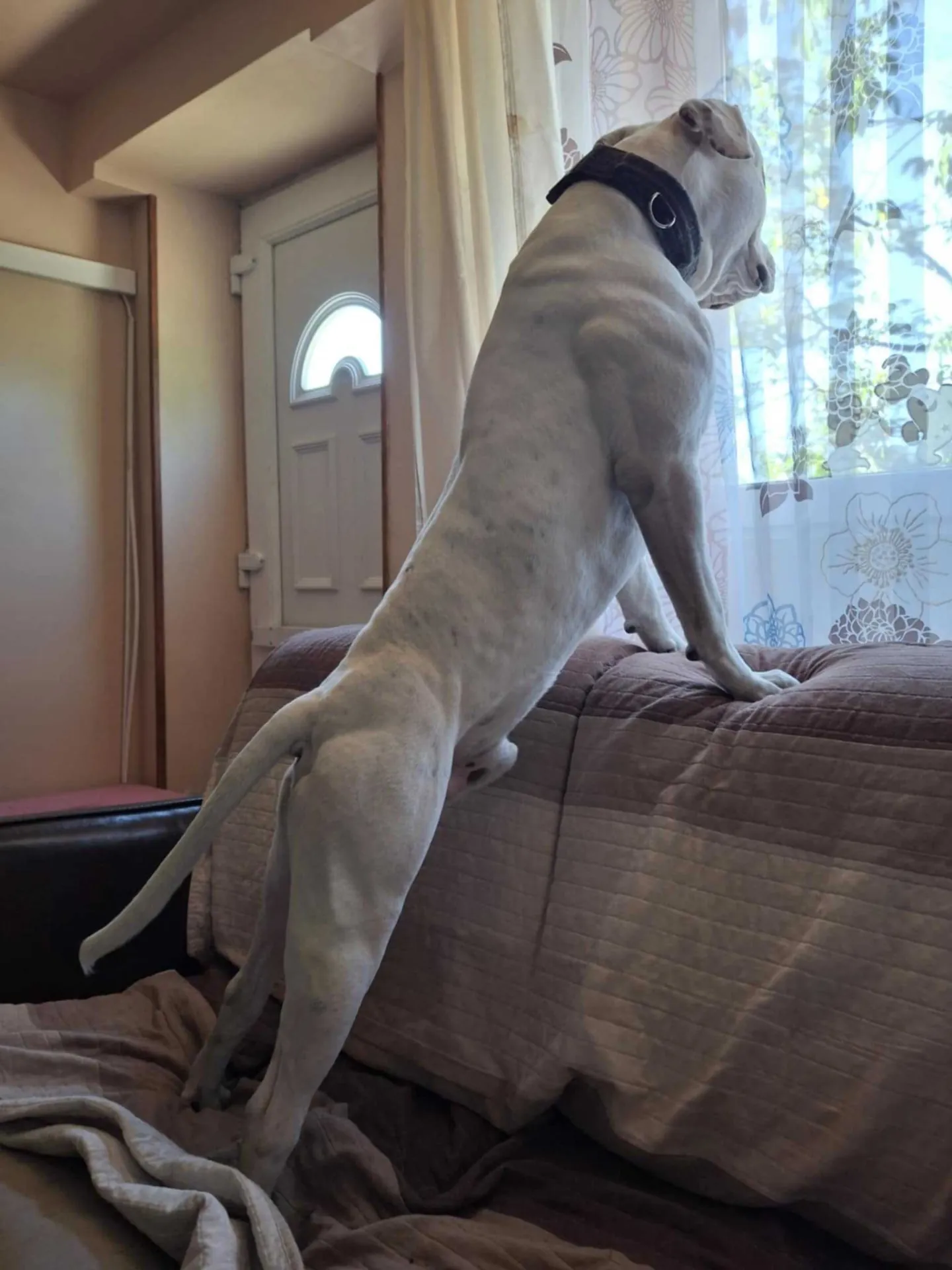 Standard típusú amerikai buldog a Facebull kennelből – 12. kép