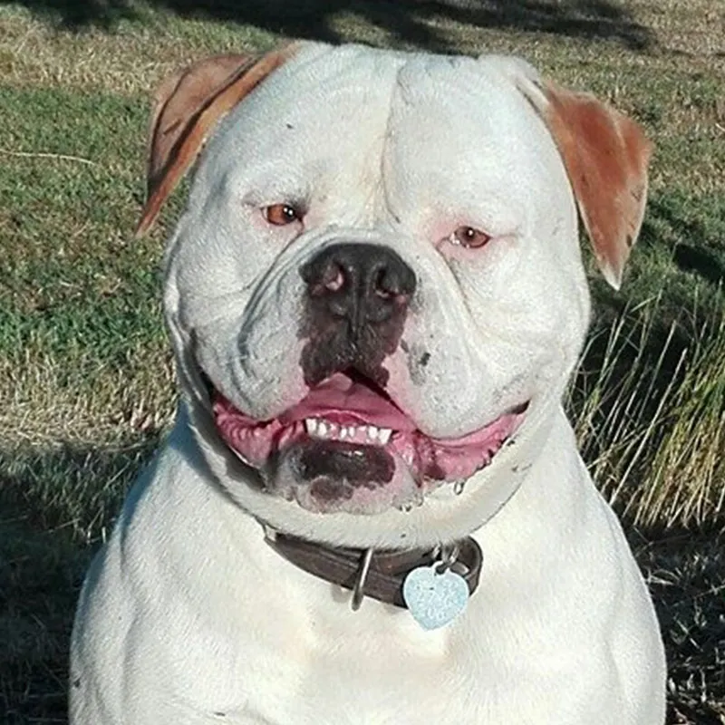 Buddha – C alom amerikai buldog