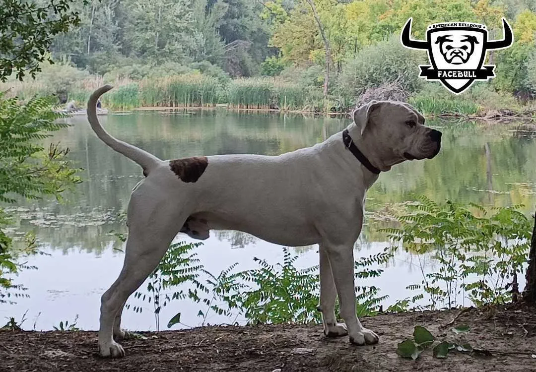 Standard típusú amerikai buldog a Facebull kennelből – 31. kép