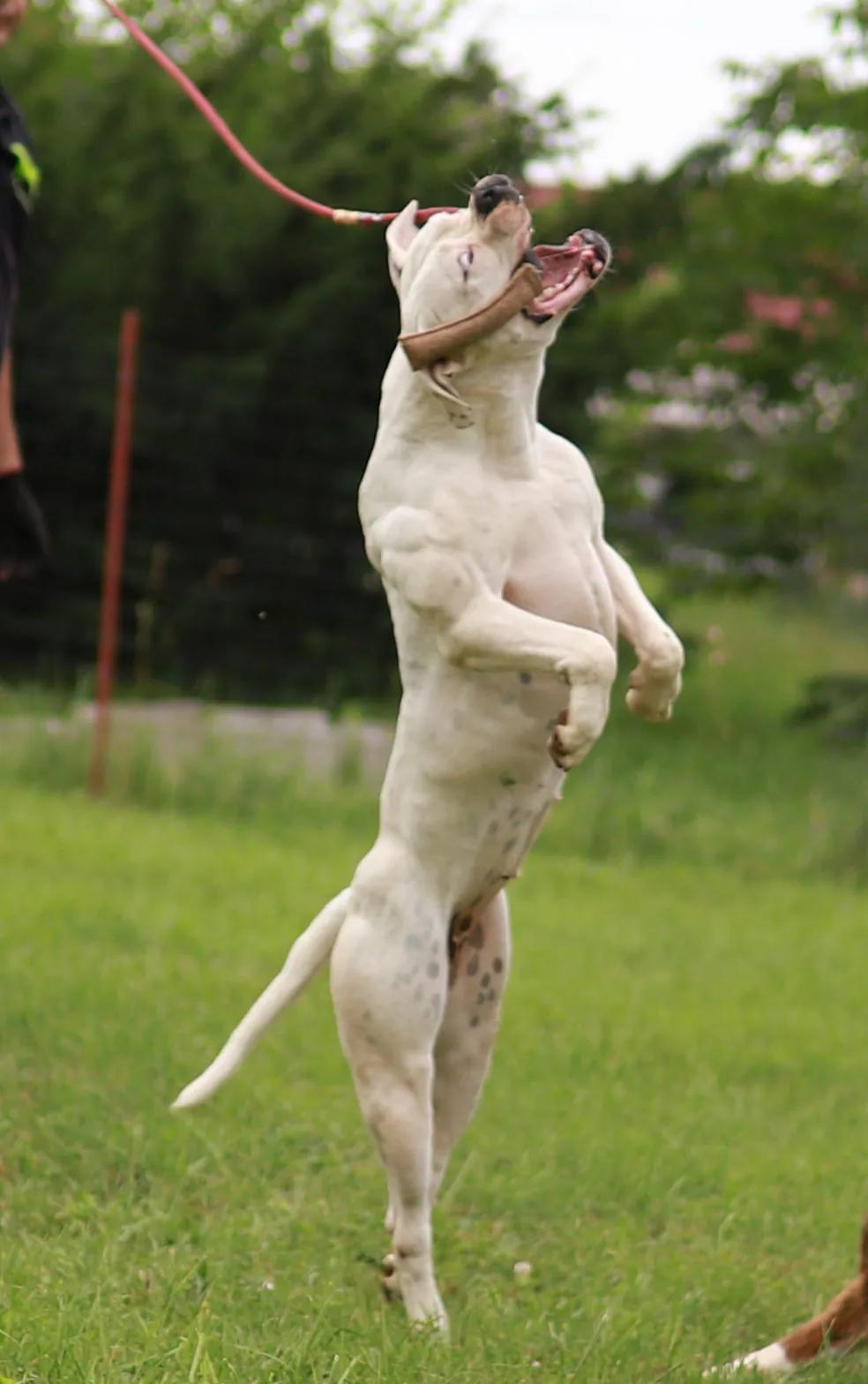 Amerikai buldog sportos mozgás közben