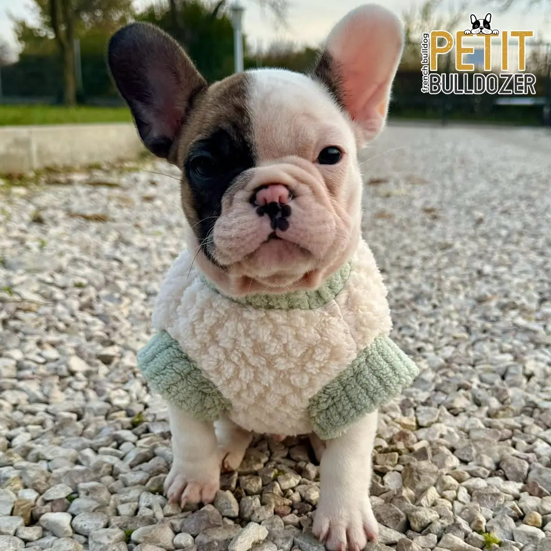 Francia buldog kölyök a Petit Bulldozer kennelből – 17. kép
