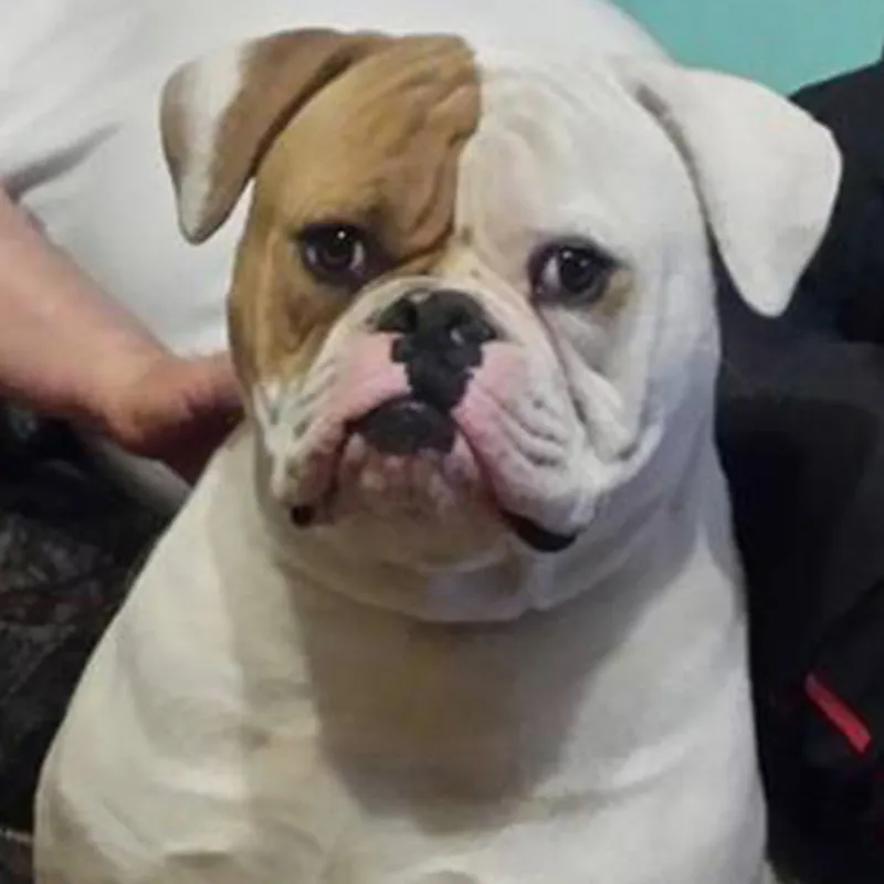 Astor – C alom amerikai buldog