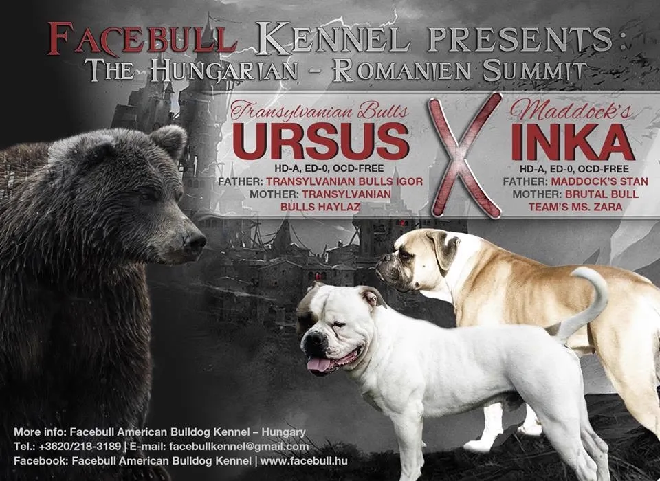 F alom fedeztetési plakátja – Transilvanian Bulls Ursus of Facebull X Maddock's Inka of Facebull