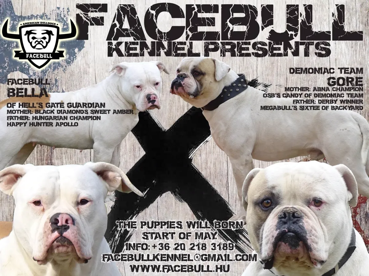 C alom fedeztetési plakátja – Demoniac Team Góré X Hell's Gate Guardian Bella of Facebull