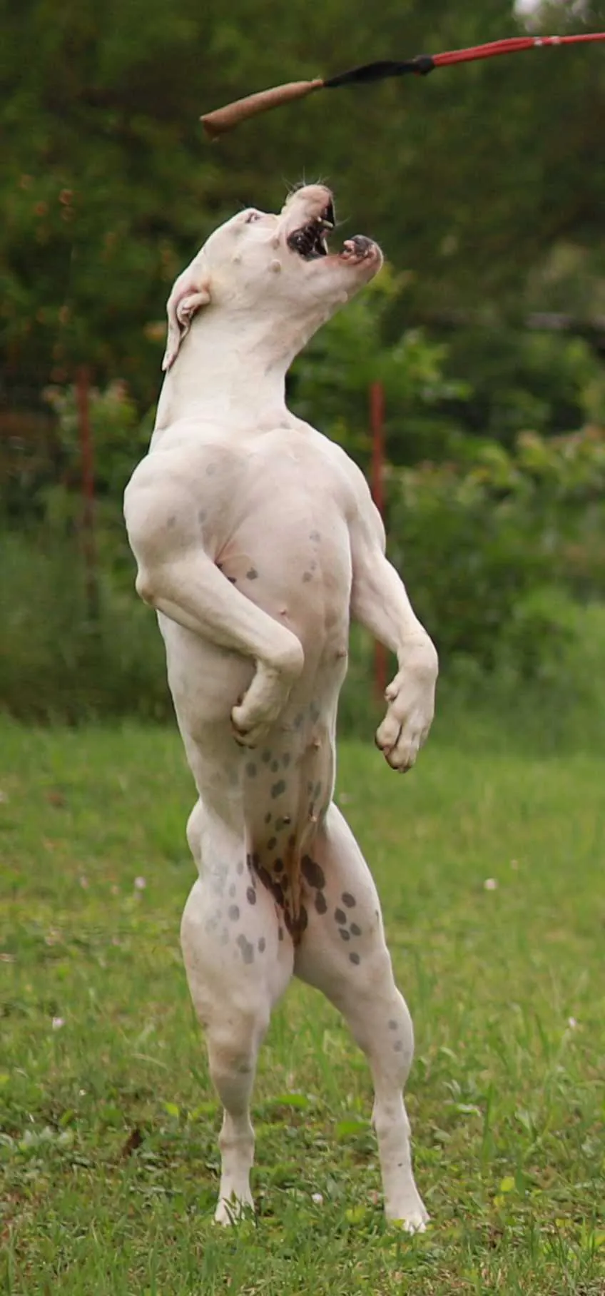 Standard típusú amerikai buldog a Facebull kennelből – 42. kép