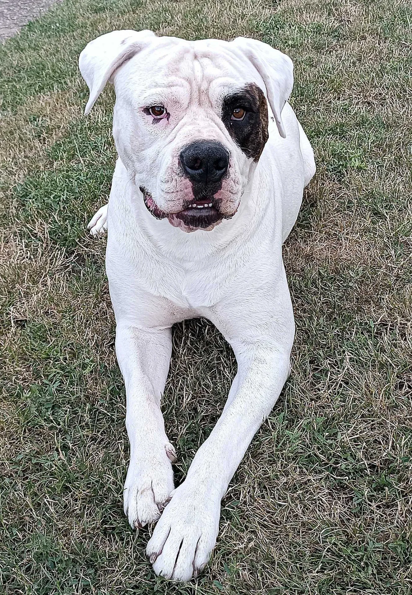 Standard típusú amerikai buldog a Facebull kennelből – 37. kép