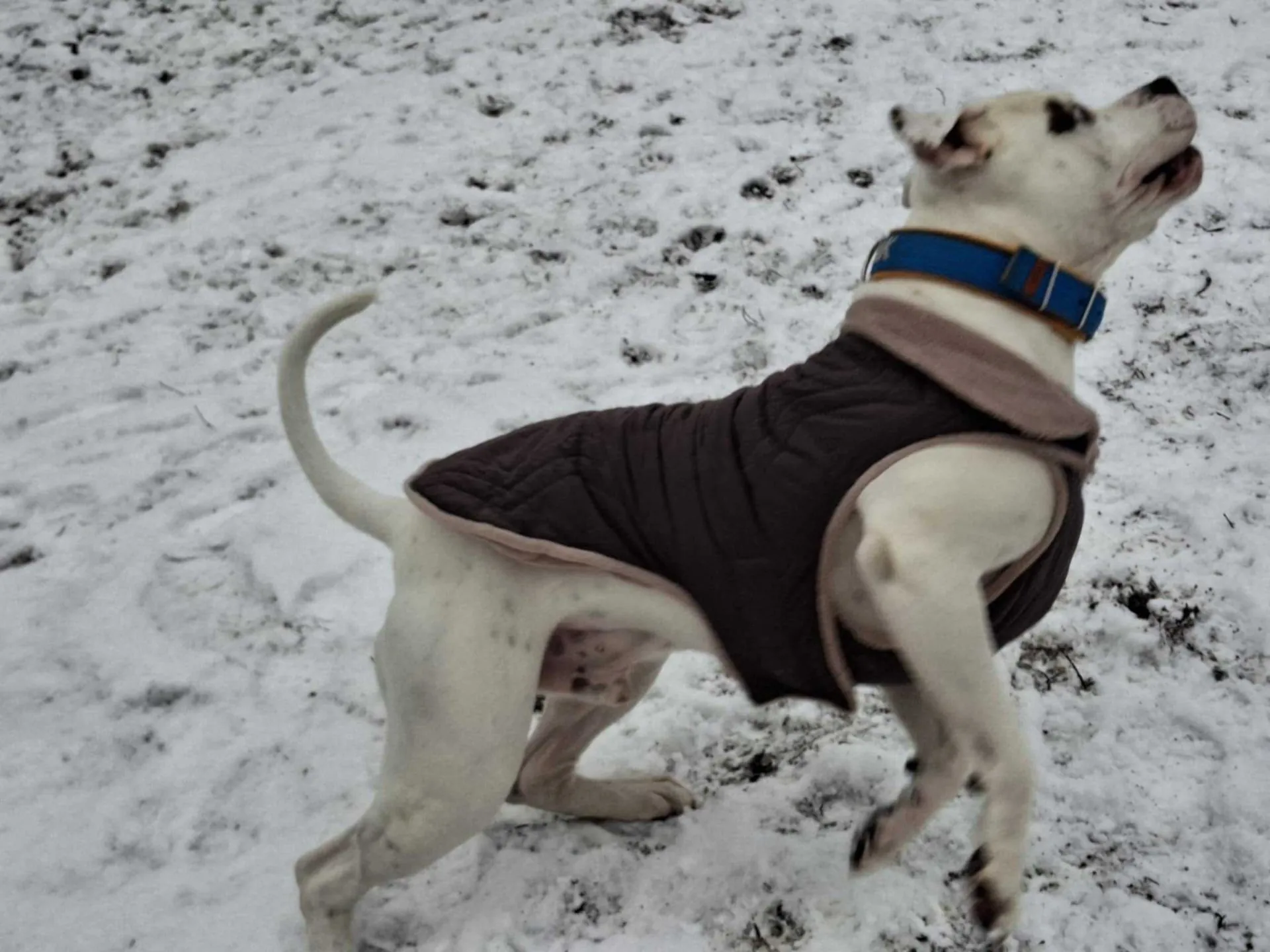 Standard típusú amerikai buldog a Facebull kennelből – 17. kép