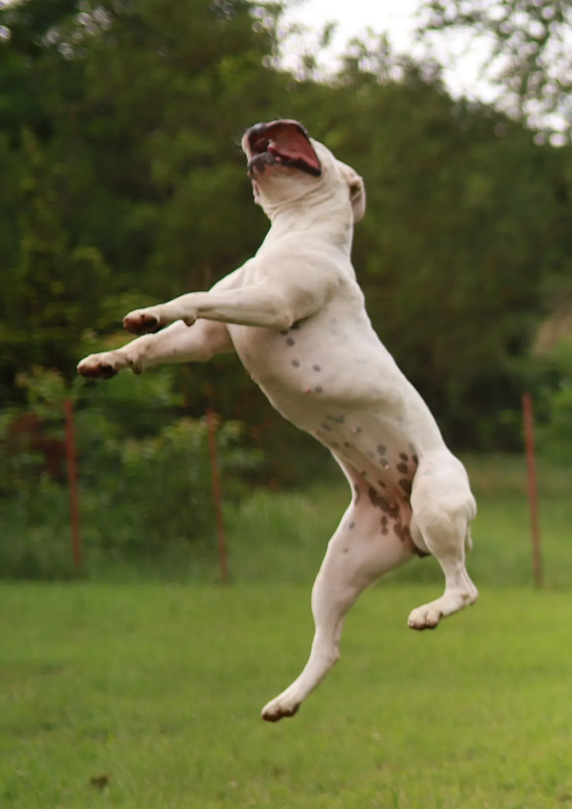 Blanca ívben ugrik a fűben