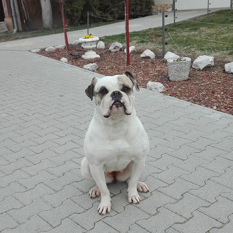 Blondi – B alom amerikai buldog