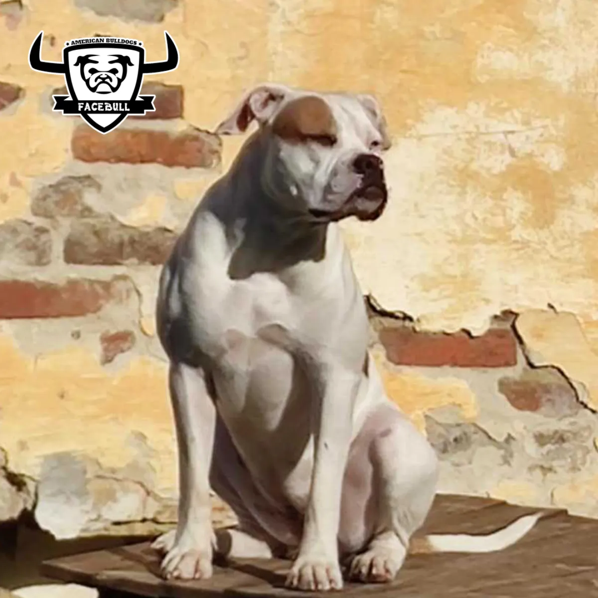 Gigi – P alom amerikai buldog