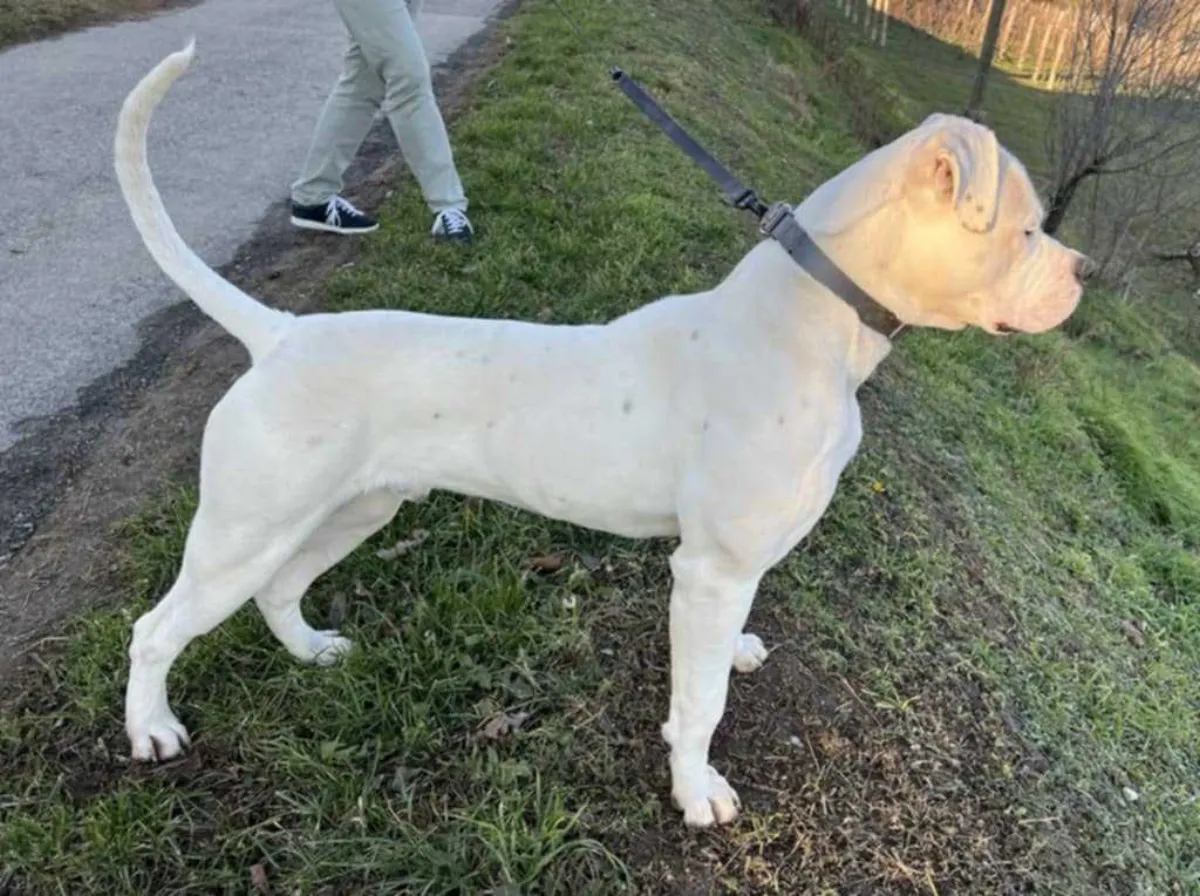 Alba – O alom amerikai buldog