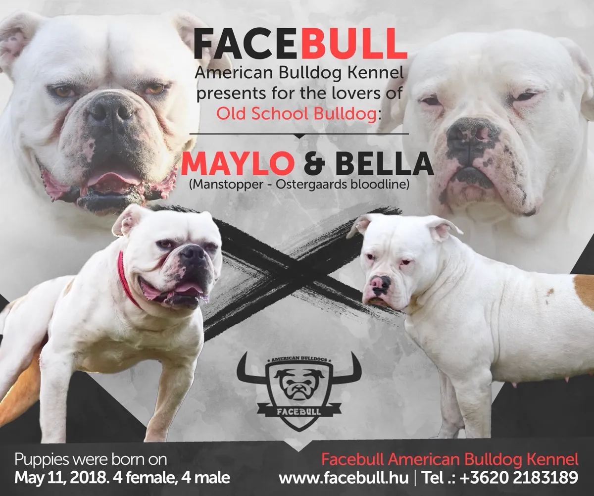 E alom fedeztetési plakátja – Black Diamond's Maylo X Hell's Gate Guardian Bella of Facebull