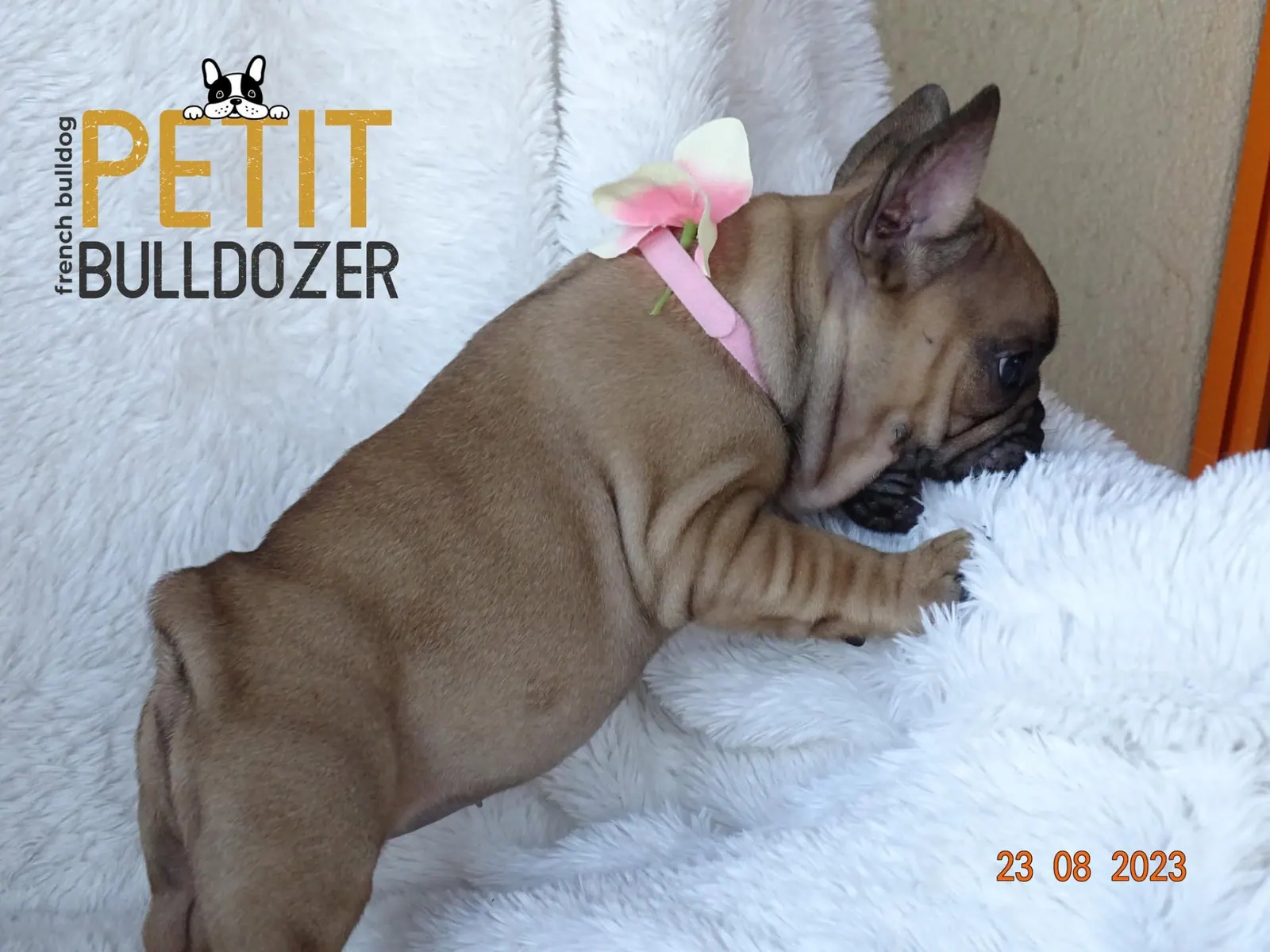 Francia buldog kölyök a Petit Bulldozer kennelből – 11. kép