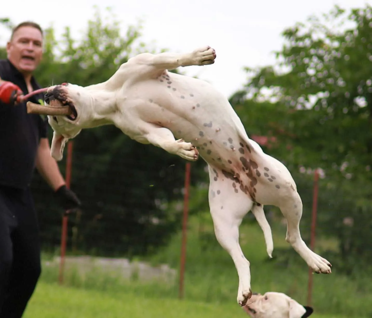 Standard típusú amerikai buldog a Facebull kennelből – 47. kép