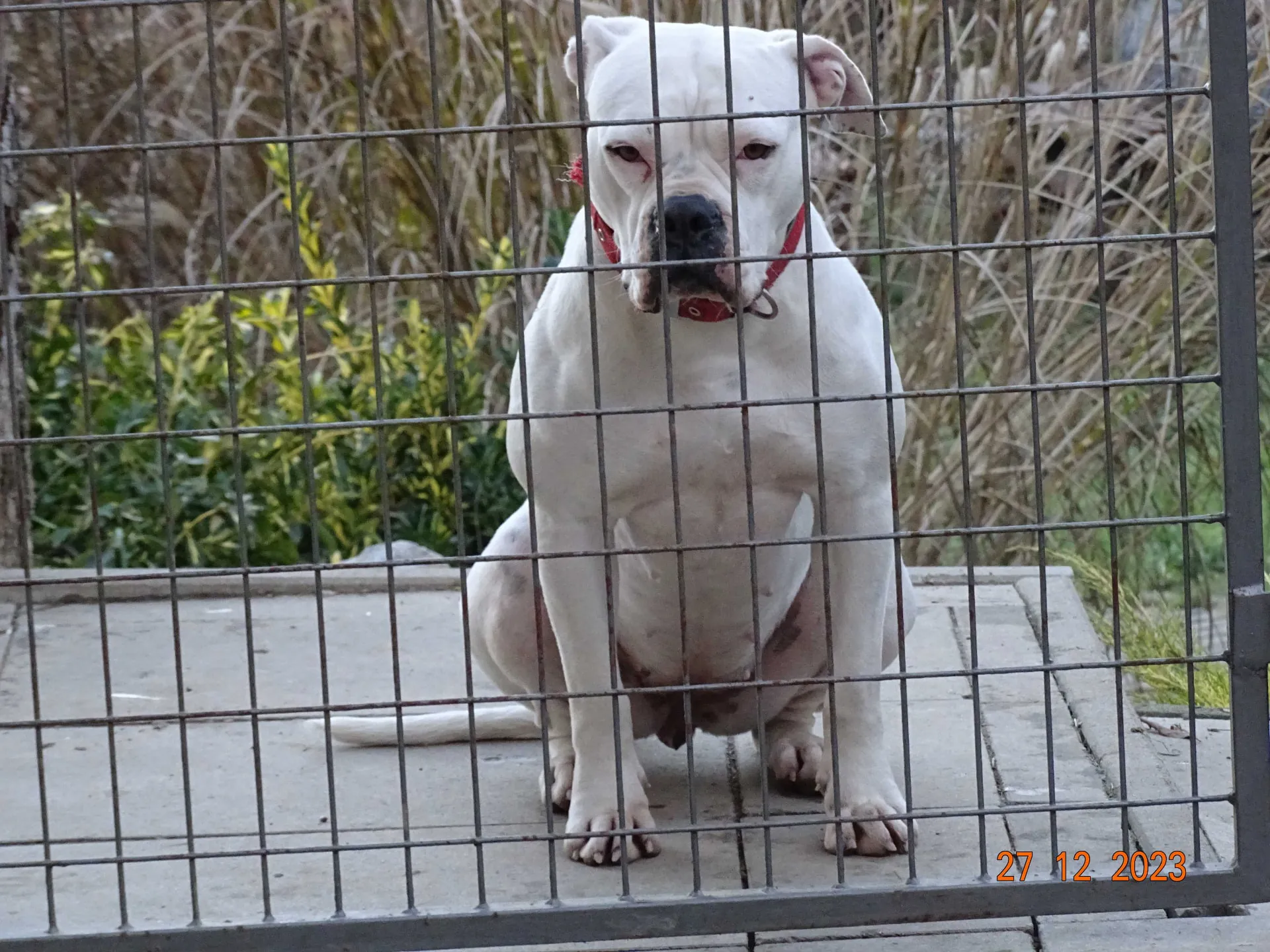 Standard típusú amerikai buldog a Facebull kennelből – 3. kép