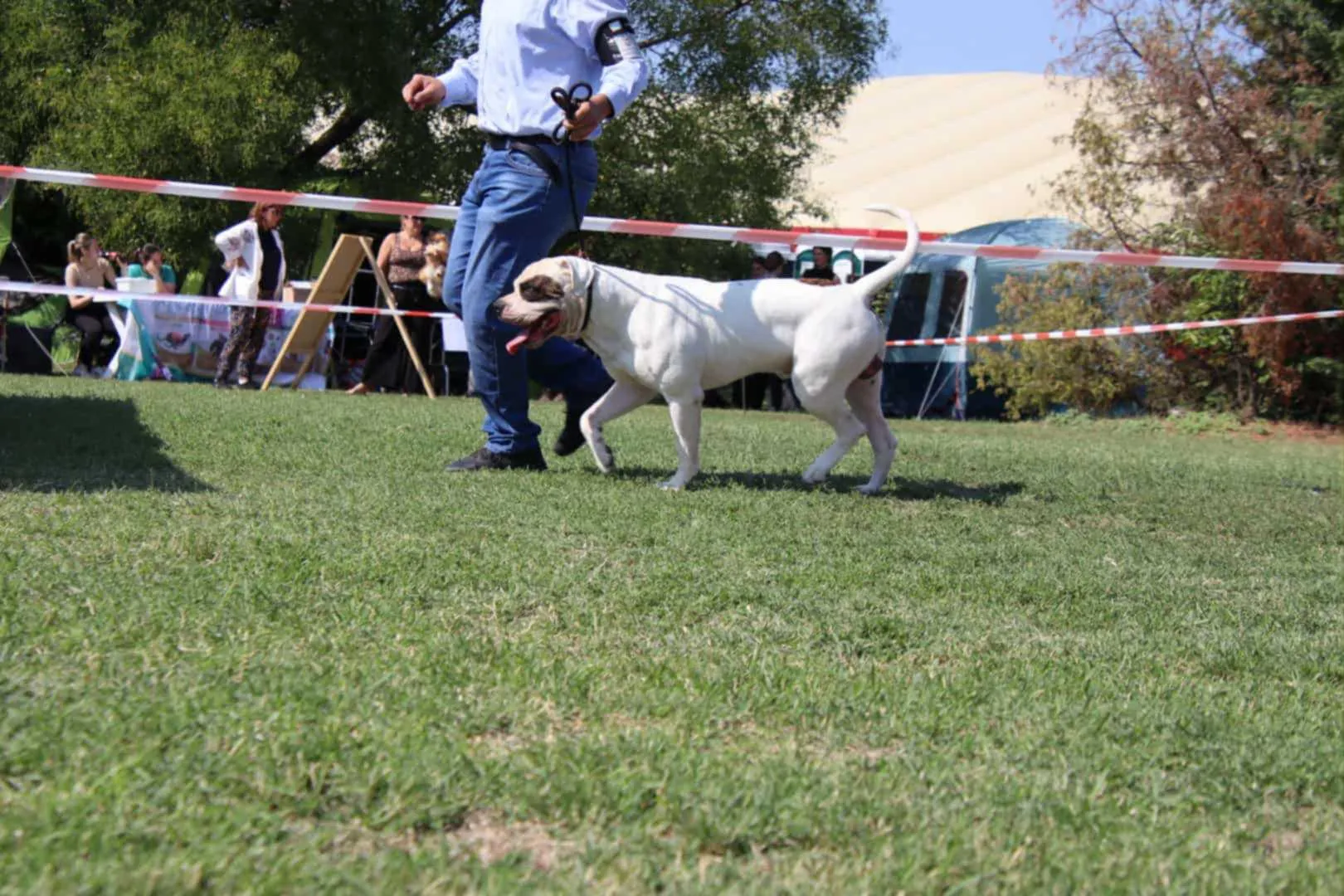 Standard típusú amerikai buldog a Facebull kennelből – 49. kép