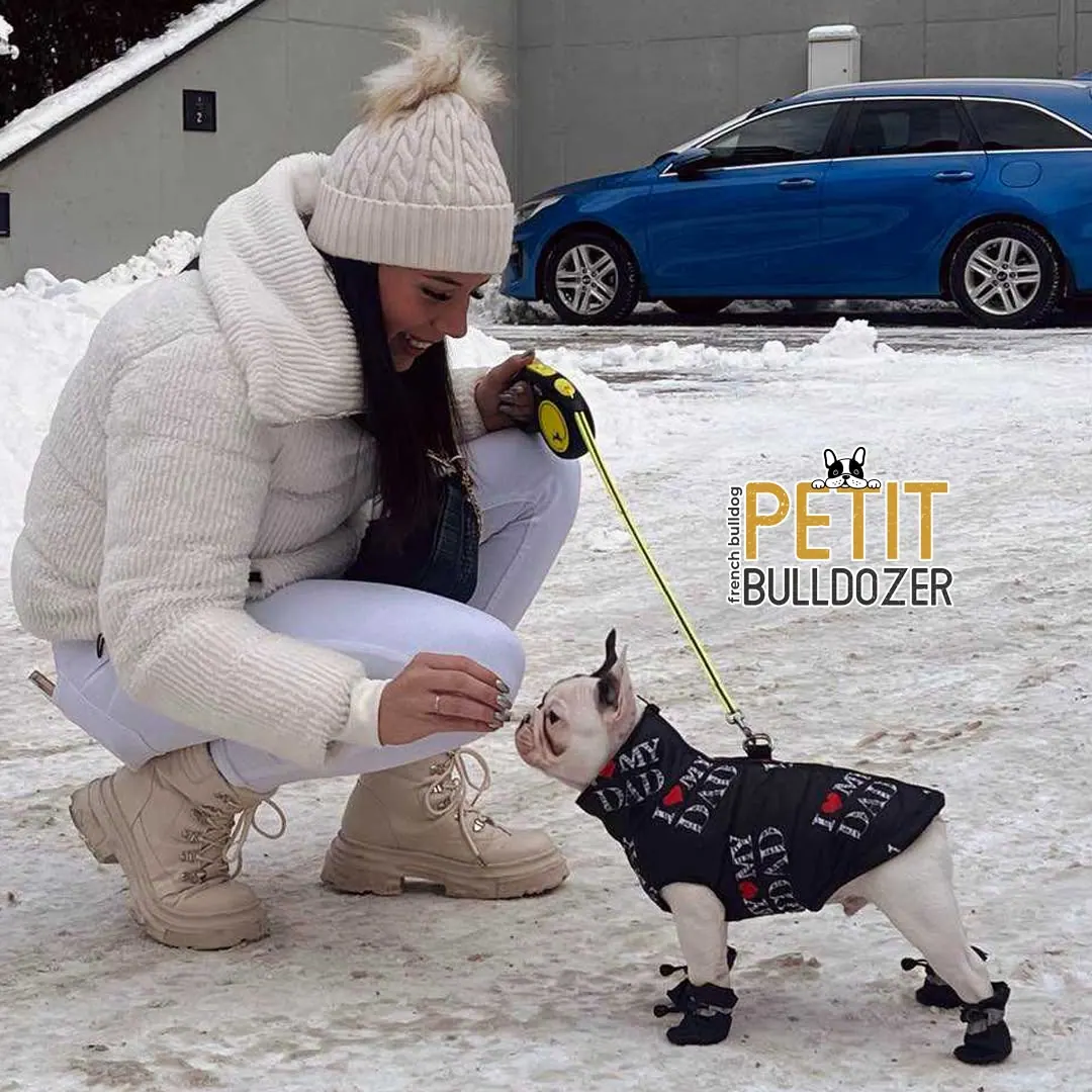 Francia buldog kölyök a Petit Bulldozer kennelből – 3. kép
