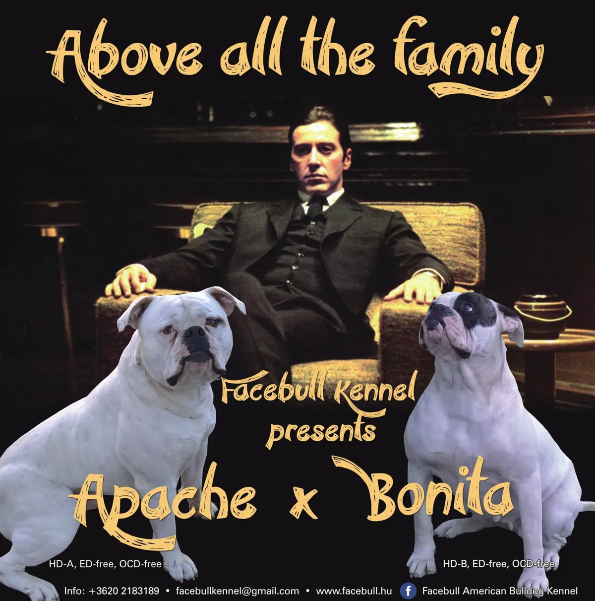 D alom fedeztetési plakátja – Old Line's Apache X Newborn Bullies Bonita of Facebull
