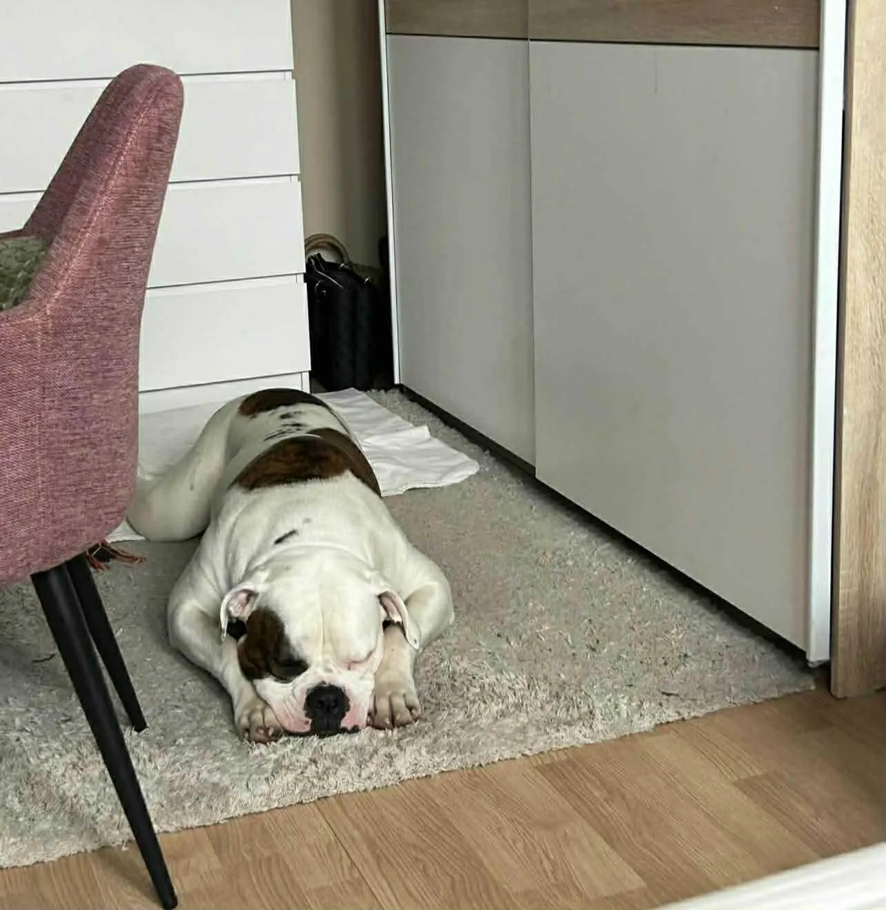 Standard típusú amerikai buldog a Facebull kennelből – 27. kép
